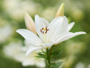 Картинка цветы лилии +лилейники фон белые