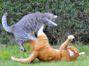 Картинка бой+котов животные коты нападение разборки защита ситуация