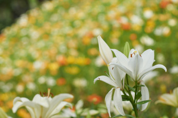 Картинка цветы лилии +лилейники белые размытость фон луг