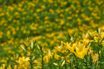 Картинка цветы лилии +лилейники фон размытость жёлтые