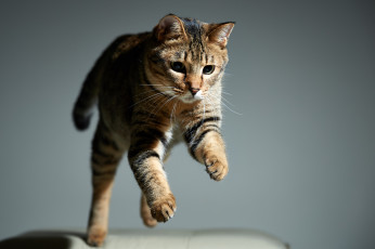 Картинка животные коты фон прыжок дом кошка
