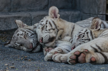 Картинка животные тигры сон отдых белый тигр кошка тигрята тигрёнок котята детёныши троица