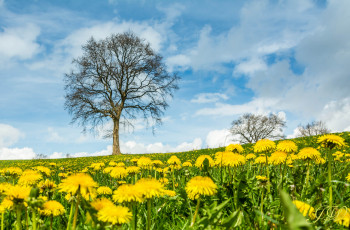 Картинка цветы одуванчики луг дерево пейзаж облака небо