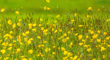 Картинка цветы луговые+ полевые +цветы растения трава луг поле