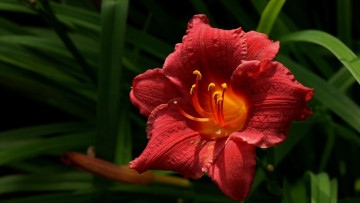 Картинка цветы лилии +лилейники макро лепестки красный растения природа