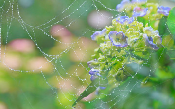Картинка цветы гортензия паутина роса капли макро