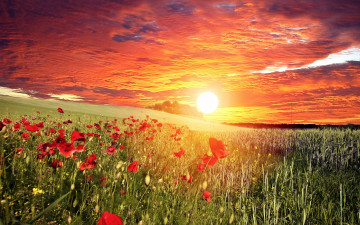 Картинка цветы маки закат облака небо солнце красные поле трава