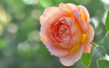 Картинка цветы розы капли лепестки бутон роза макро роса