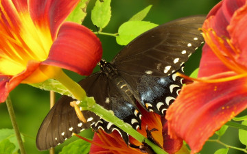 Картинка животные бабочки +мотыльки +моли макро лилии цветы бабочка парусник главк