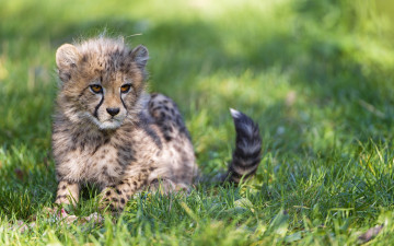 Картинка животные гепарды кошка гепард детёныш тень трава котёнок