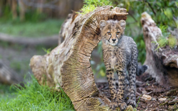 Картинка животные гепарды котёнок детёныш трава коряга кошка гепард