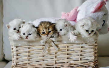 Картинка животные коты котята плюшевый мишка игрушка корзина малыши