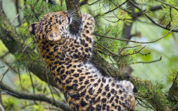 Картинка животные леопарды сосна ветки детёныш котёнок кошка амурский леопард