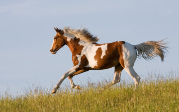 Картинка животные лошади трава бег бежит конь лошадь