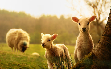 обоя животные, овцы,  бараны, дерево, детеныши, ягнята, овца