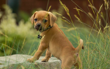 Картинка животные собаки взгляд трава щенок собака пагль