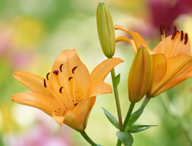 Обои картинки фото цветы, лилии,  лилейники, бутон, оранжевые, фон, макро