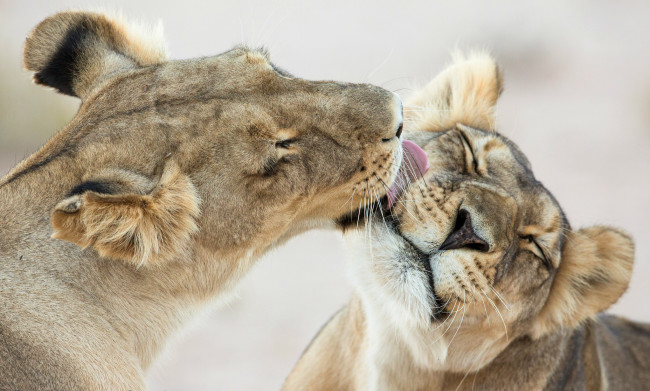 Обои картинки фото животные, львы, облизывает, чувства, нежность, малыши, львята, лев