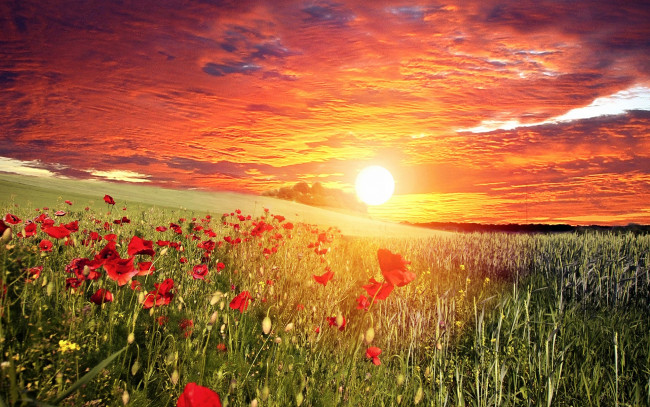 Обои картинки фото цветы, маки, закат, облака, небо, солнце, красные, поле, трава