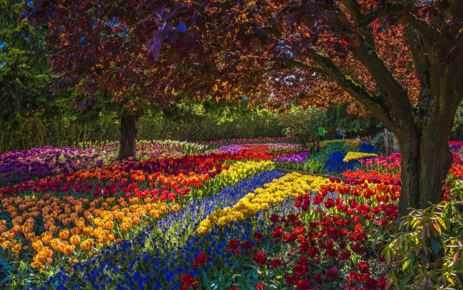 Обои картинки фото цветы, разные вместе, парк, тюльпаны, деревья