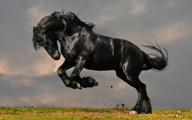 Обои картинки фото животные, лошади, трава, фриз, лошадь, конь