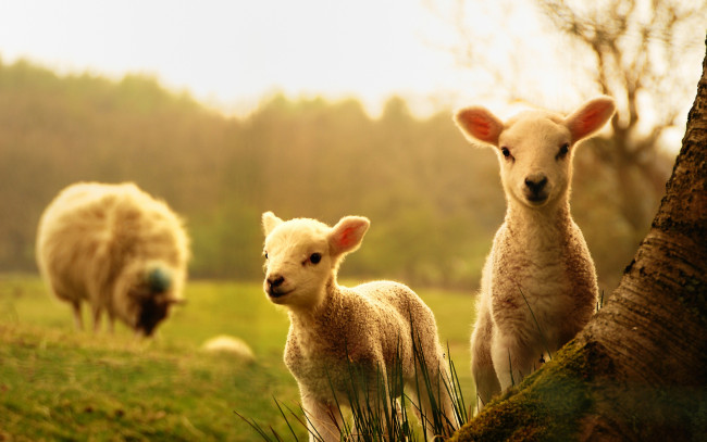 Обои картинки фото животные, овцы,  бараны, дерево, детеныши, ягнята, овца