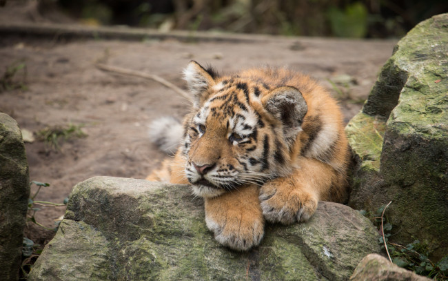 Обои картинки фото животные, тигры, тигр, амурский, камень, отдых, тигрёнок, котёнок, кошка