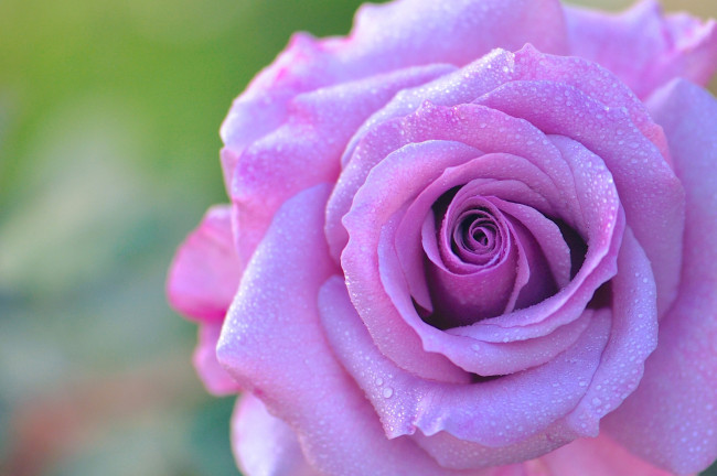 Обои картинки фото цветы, розы, макро, роса, роза, бутон, лепестки, капли