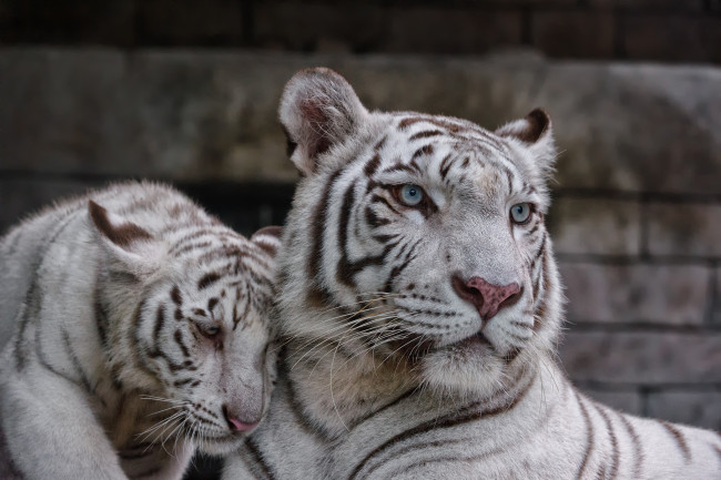 Обои картинки фото животные, тигры, пара, котёнок, тигрица, тигрёнок, кошка, белый, тигр
