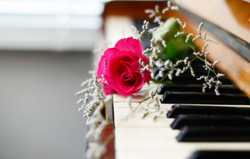 обоя музыка, -музыкальные инструменты, цветок, клавиши