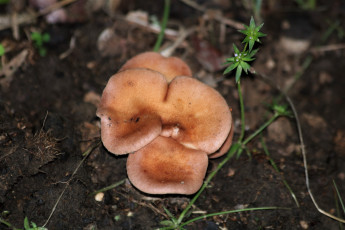 обоя природа, грибы, оранжевые