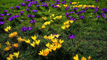 Картинка цветы крокусы желтые лиловые весна