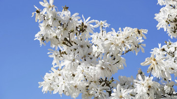 Картинка цветы магнолии белая магнолия голубое небо