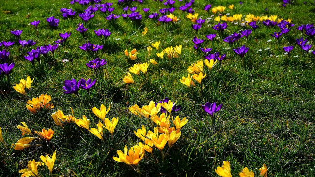Обои картинки фото цветы, крокусы, желтые, лиловые, весна