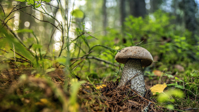Обои картинки фото природа, грибы, подосиновик, осень, листья