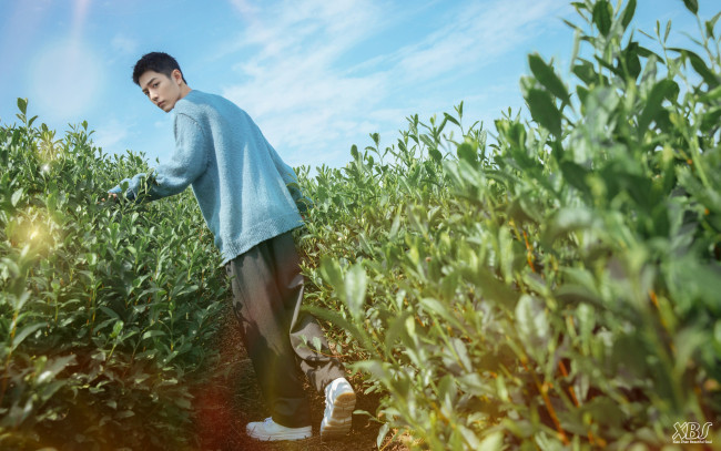 Обои картинки фото мужчины, xiao zhan, актер, свитер, поле