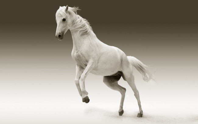 Обои картинки фото животные, лошади, конь, белый
