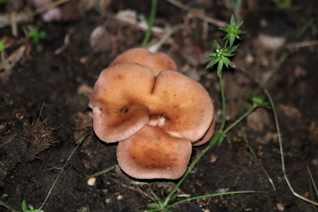 Обои картинки фото природа, грибы, оранжевые