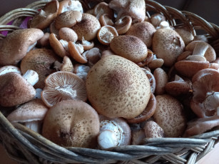 Картинка еда грибы +грибные+блюда свежие опята лесные