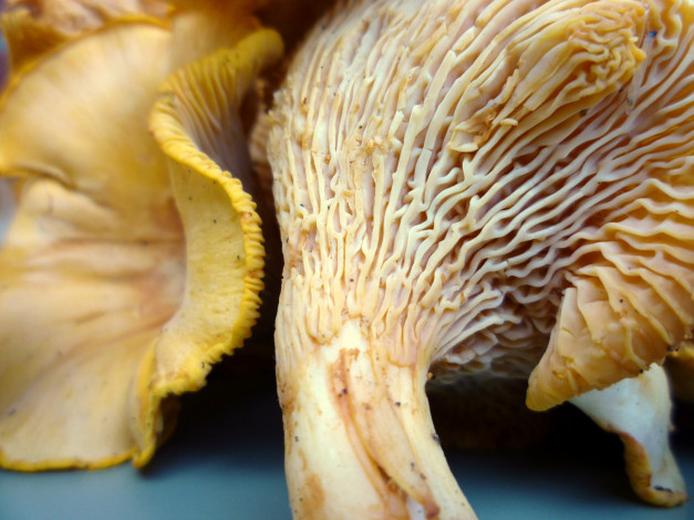 Обои картинки фото еда, грибы,  грибные блюда, лисички, макро