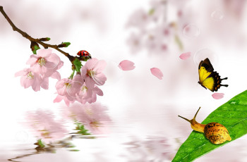 Картинка разное компьютерный дизайн улитка бабочка сакура божья коровка