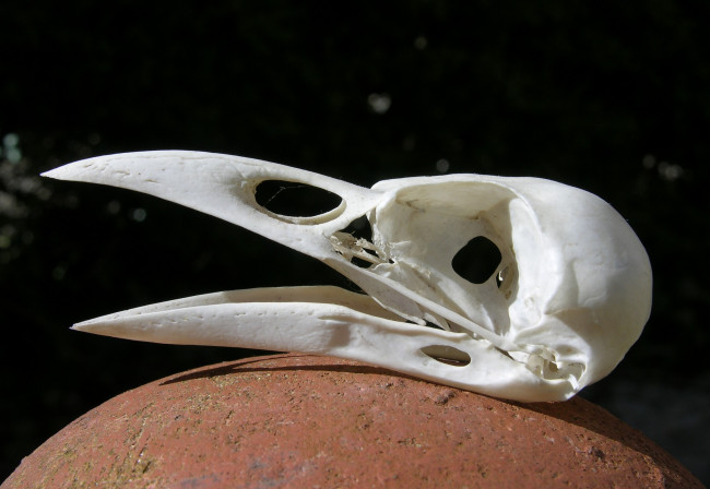 Обои картинки фото Череп, черного, ворона, разное, кости, рентген, белый, клюв, череп
