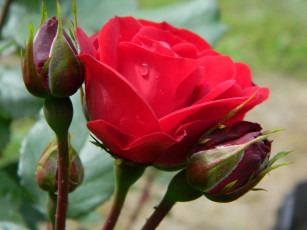 Картинка цветы розы роза капли бутоны