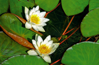 Картинка автор thean цветы лилии водяные нимфеи кувшинки листья