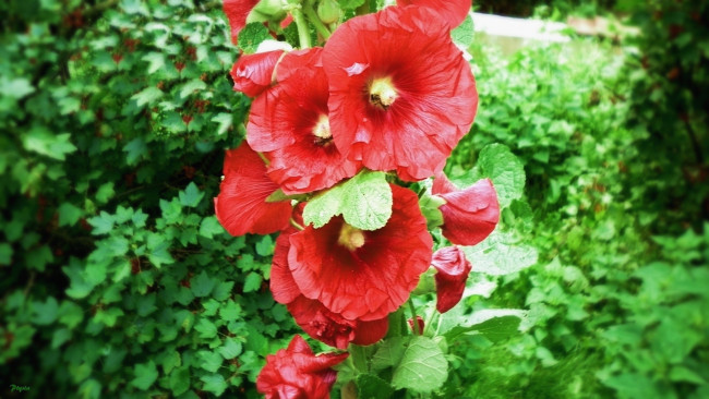 Обои картинки фото автор, ptysia, цветы, мальвы, красный