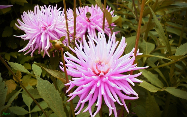 Обои картинки фото автор, ptysia, цветы, георгины, розовый