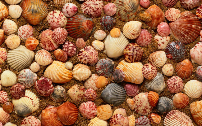 Обои картинки фото разное, ракушки, кораллы, декоративные, spa, камни, песок