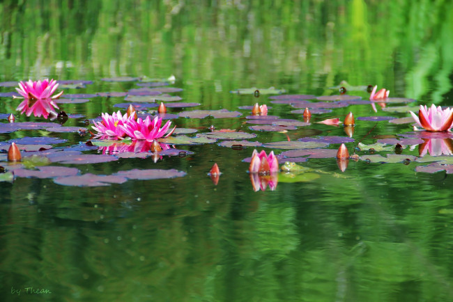 Обои картинки фото автор, thean, цветы, лилии, водяные, нимфеи, кувшинки, водоем