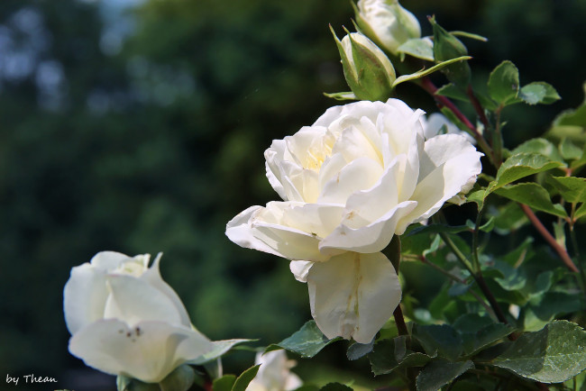 Обои картинки фото автор, thean, цветы, розы, белый