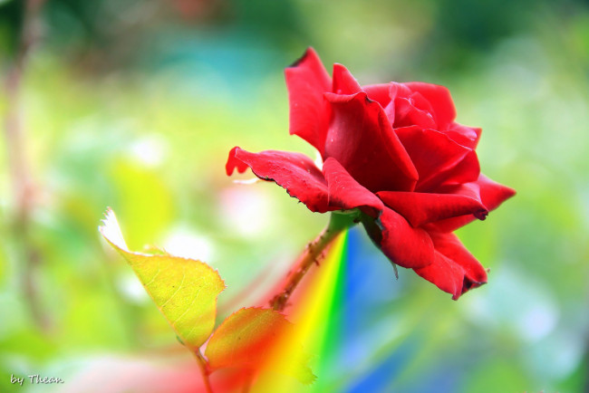 Обои картинки фото автор, thean, цветы, розы, красный